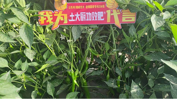 种辣椒用什么肥料高产—土大厨新疆辣椒