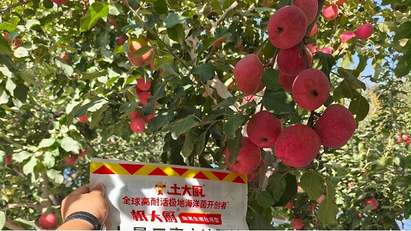 新疆阿克苏苹果2