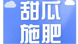 甜瓜用什么肥料更甜？土大厨方案