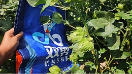 棉花铃期“持续高温盐害胁迫”调理方案