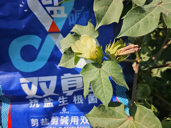 新疆石河子棉花用双剪抗盐生根菌