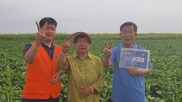 为何雨水加高温，大田辣椒受盐害早衰危害更重？