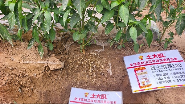 山西辣椒用土大厨超耐盐菌剂