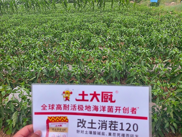 山西辣椒用土大厨