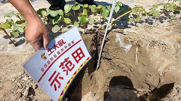 新疆棉花根系-土大厨