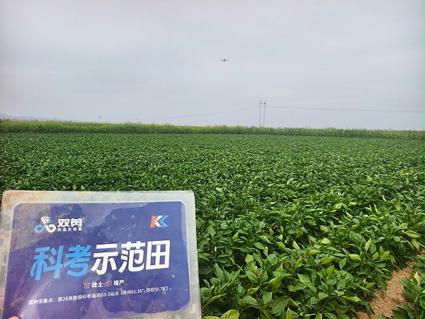 高温辣椒-用双剪抗盐生根菌 (1)