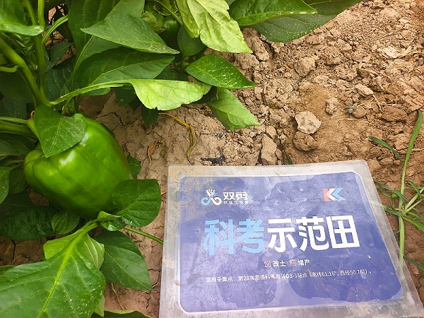 高温辣椒-用双剪抗盐生根菌 (2)