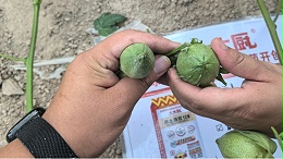 棉花花铃期如何管理？才能更丰产