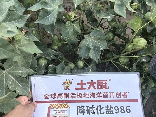 棉花花铃期-新疆棉花