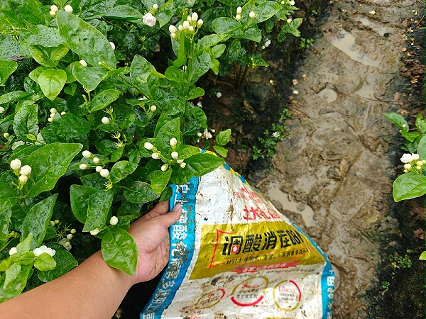 茉莉花-调酸消茬6680 (2)