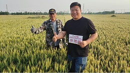 攻克小麦枯白穗难题，极地海洋菌助力丰收