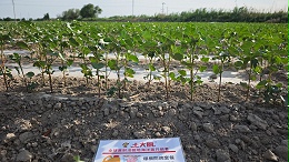 新疆作物苗期长势什么样才算好？