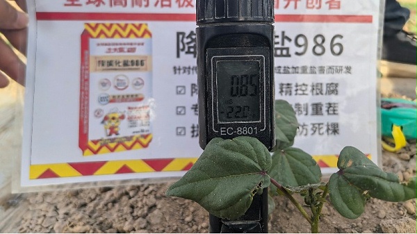 新疆棉花