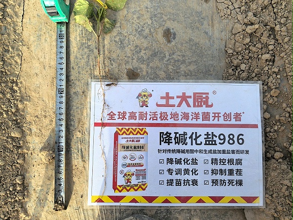 新疆轮台棉花