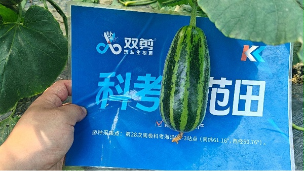 山东莘县甜瓜 
