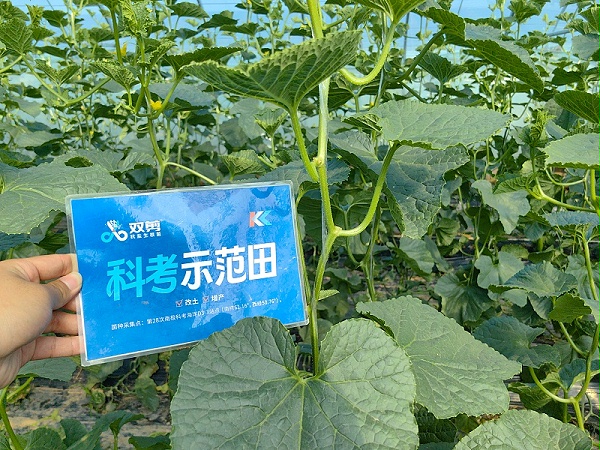 山东莘县甜瓜 用土大厨