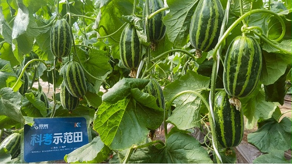 甜瓜盐害-河北甜瓜用双剪