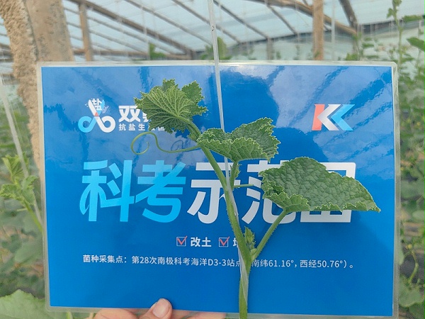 甜瓜盐害-找土大厨