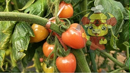 水溶肥，种植户都选土大厨