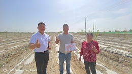 影响棉花出苗的主要原因，你知道吗？