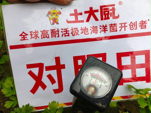 微生物菌剂-山东芹菜 对照