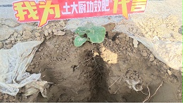 籽用葫芦瓜种植全程营养方案