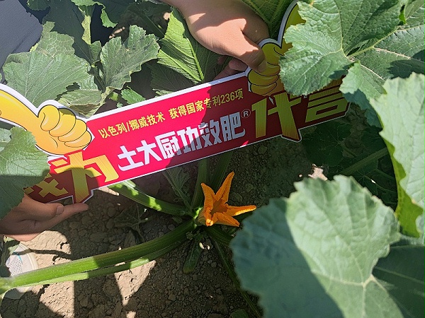 籽用葫芦瓜种植-新疆花期