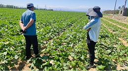 土大厨功效水溶肥—新疆经销商刘总专访